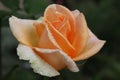 Rose apricot