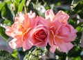 Rose aprikola rounded orange-pink flowers, two in bloom and one red bud Royalty Free Stock Photo