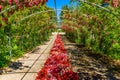 Rose Arbor Beginning Royalty Free Stock Photo