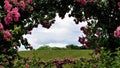 Through the Rose Arbor Royalty Free Stock Photo