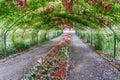 Rose Arbor Tunnel 2 Royalty Free Stock Photo