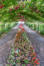 Rose Arbor Tunnel 6 Royalty Free Stock Photo