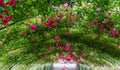 Rose Arbor Tunnel 8 Royalty Free Stock Photo