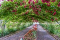 Rose Arbor Tunnel 3 Royalty Free Stock Photo