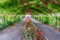 Rose Arbor Tunnel Royalty Free Stock Photo