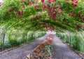 Rose Arbor Tunnel 5 Royalty Free Stock Photo