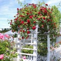 Rose Arch