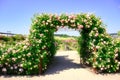 Rose arch with blooming pink climbing roses - Eden Rose - Rose vines, rose trellis, rose arch with lots of beautiful rose roses.