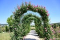 Rose arch with blooming pink climbing roses - Eden Rose - Rose vines, rose trellis, rose arch with lots of beautiful rose roses.