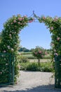 Rose arch with blooming pink climbing roses. Rose vines, rose trellis, rose arch with lots of beautiful rose roses.