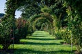 Rose arch