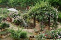 Rose arch in rose garden