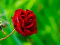 Rose As Sweet Royalty Free Stock Photo