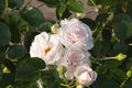 Rose Aspirin-rose floribunda close-up, delicate white pink topalovich Royalty Free Stock Photo