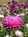 rose aster on the front of colorful flowers