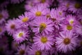 Rose aster novi-belgi close-up with insect. October Morning.2020