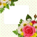 Rose, asters and wild flowers decoration for background Royalty Free Stock Photo