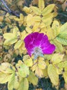 rose autumn dogrose garden yellow and lilac Royalty Free Stock Photo