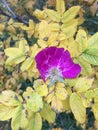 rose autumn dogrose garden yellow and lilac Royalty Free Stock Photo