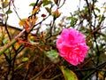 Rose, Autumn, Dublin, Ireland, Flowers,