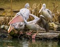 Rose backed pelican standing at the water side and spreading its wings, bird ready for take off, pelican family portrait, tropical Royalty Free Stock Photo