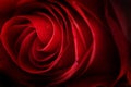 Rose background