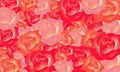 rose background beaty