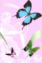 On rose background of the butterfly