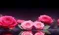 Rose background floating on water surface mysterious romantic flower