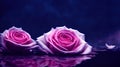 Rose background floating on water surface mysterious romantic flower