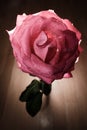 Rose with backlight on a wooden background. Royalty Free Stock Photo