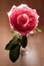 Rose with backlight on a wooden background. Royalty Free Stock Photo