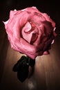 Rose with backlight on a wooden background. Royalty Free Stock Photo