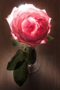 Rose with backlight on a wooden background. Royalty Free Stock Photo