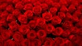 Rose Backround Stunning Close-Up of a Large Red Rose Bouquet â A Photorealistic Floral Masterpiece