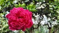 Rose in the backyard. Touching color between red and green. Mind full and give peace full mind. Royalty Free Stock Photo