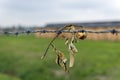 Rose on the barbed wire fence Royalty Free Stock Photo