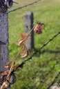 A rose on a barbed wire fence in Auschwitz Royalty Free Stock Photo