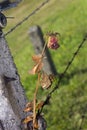 A rose on a barbed wire fence in Auschwitz Royalty Free Stock Photo