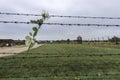 Rose on barbed wire fence Royalty Free Stock Photo