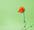 Rose on barbed wire. Iron instead of thorns. Bold background colors.