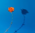 A rose on a barbed wire. Iron instead of thorns. Shadow as an element. Conceptual setting