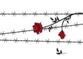 Rose with barbed wire