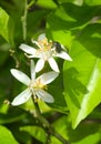 rose beatle on citric blossom