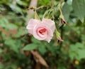 Rose Royalty Free Stock Photo