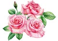 Rose, beautiful flower on isolated white background, watercolor illustration. Bouquet pink flowers Royalty Free Stock Photo