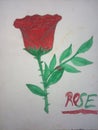 Rose beautiful love valentineday surprise