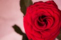 Rose. Royalty Free Stock Photo