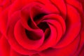 Rose. Royalty Free Stock Photo