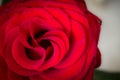 Rose. Royalty Free Stock Photo